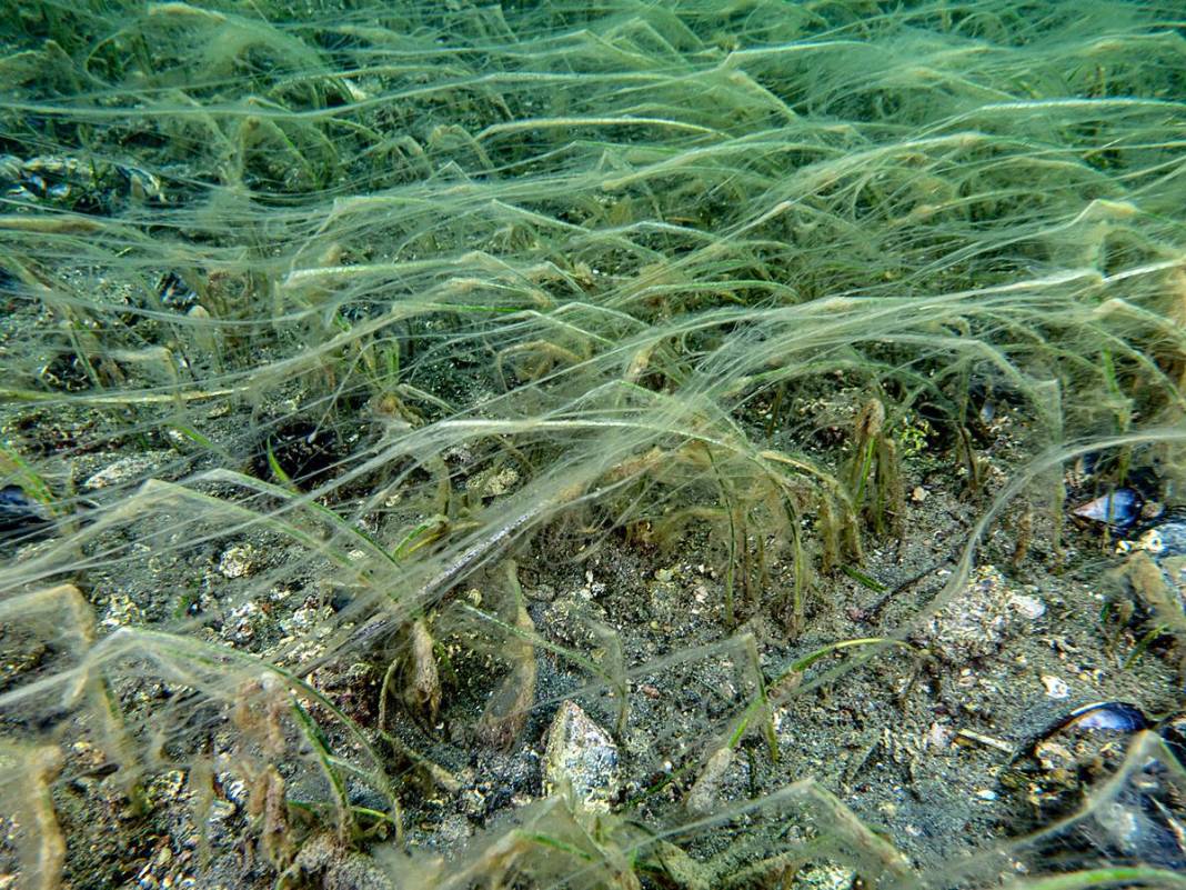 Müsilajla mücadele etmeleri için o bölgeye öbek öbek yerleştiriliyor! Bakanlık, sanayi, üniversite, TÜBİTAK işbirliği 12